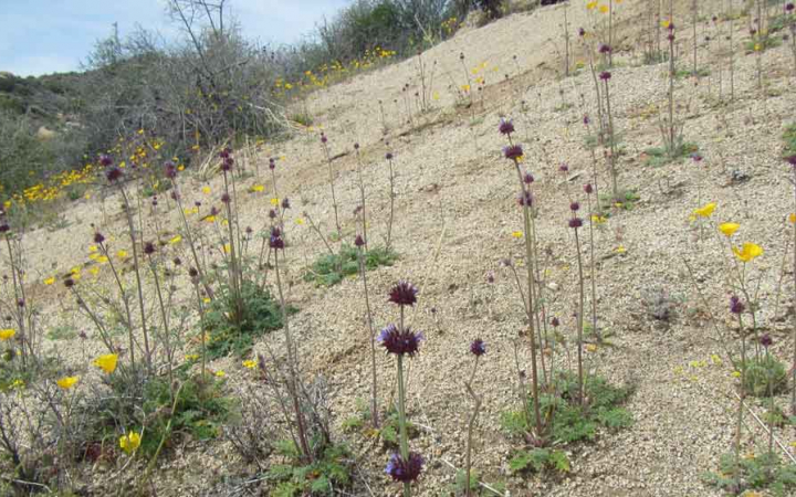 wildflowers in joshua tree national park on outward bound veterans course